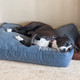 dog sleeping on their bed dog sleeping on their bed