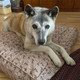 dog on a tan dog bed dog on a tan dog bed