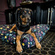 big dog resting on a floral dog bed