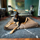 big dog resting on a brown dog bed