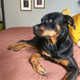 Rottweiler on a pink bed quilt