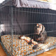 dog relaxing in their crate