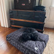 dog sleeping on a deep purple dog bed