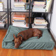 blue green dog bed