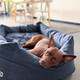 dog resting on a bolster add-on