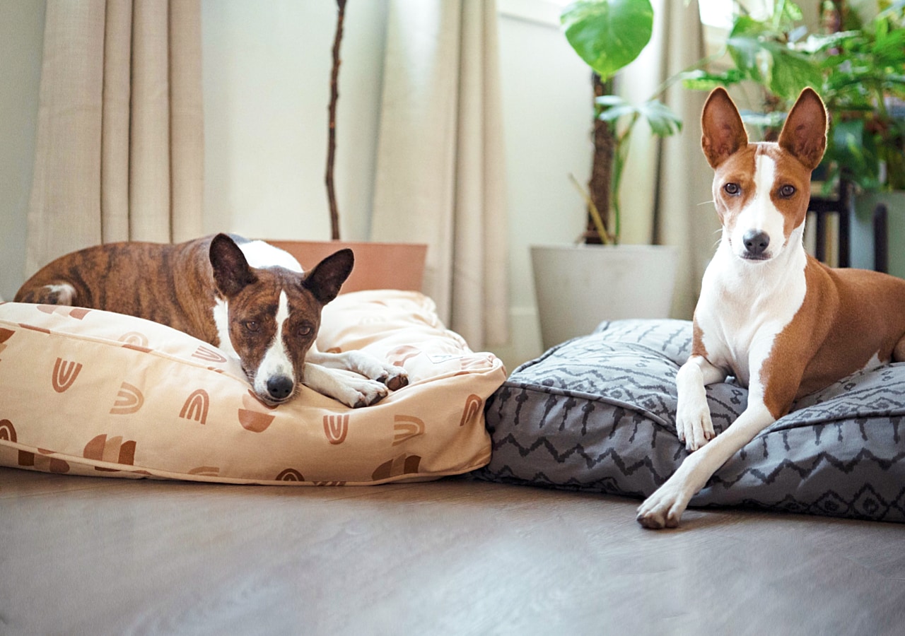 What Temperature Should I Wash My Dogs Bedding