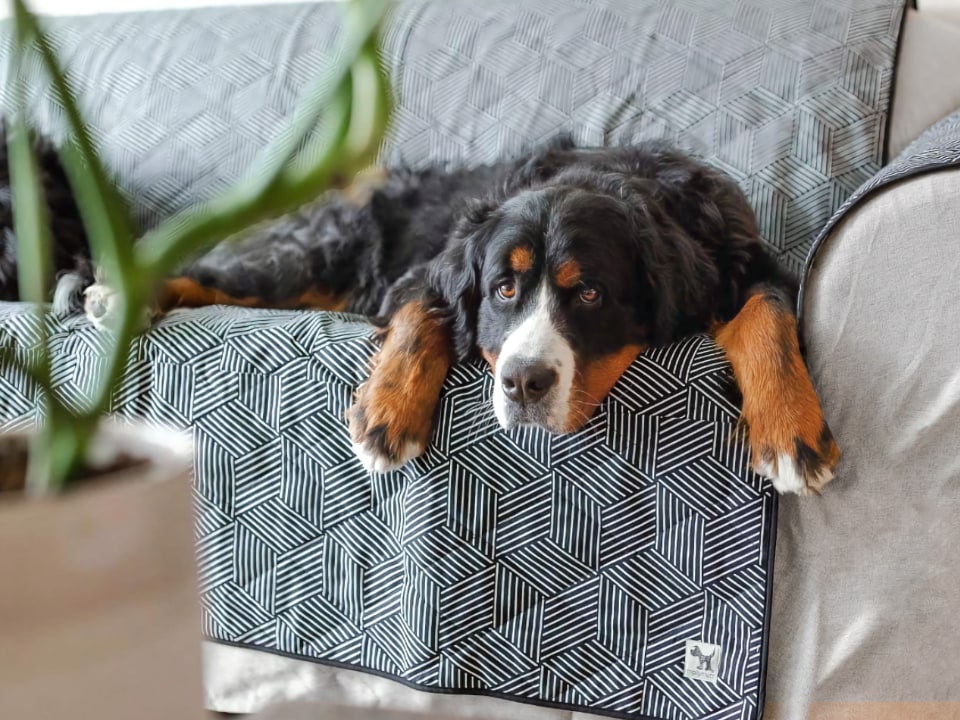 Bed cover clearance for dogs