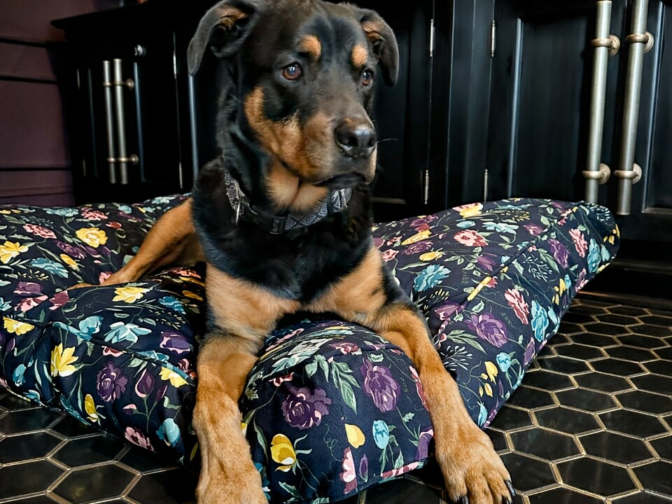 big dog on a floral dog bed