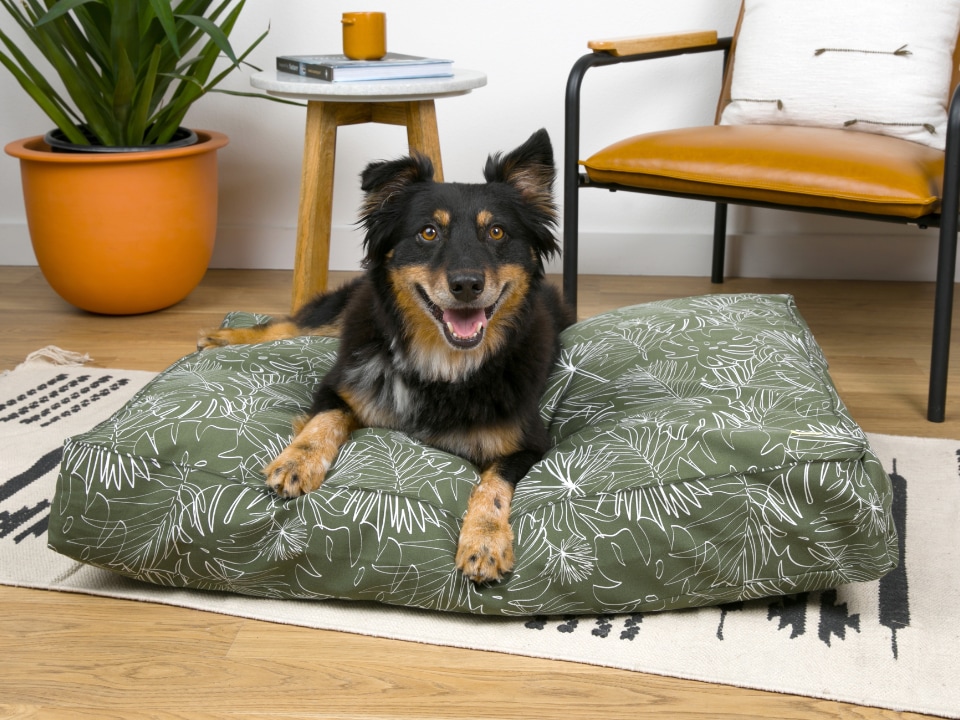 the best dog accessories for a neutral home 