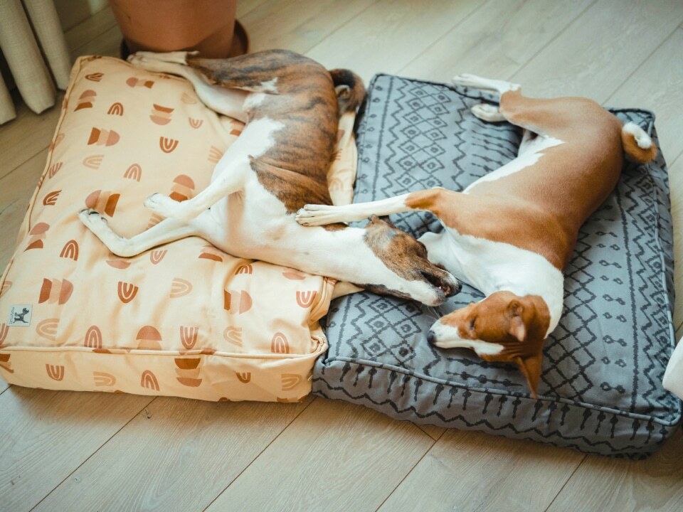 dogs enjoying their molly mutt beds