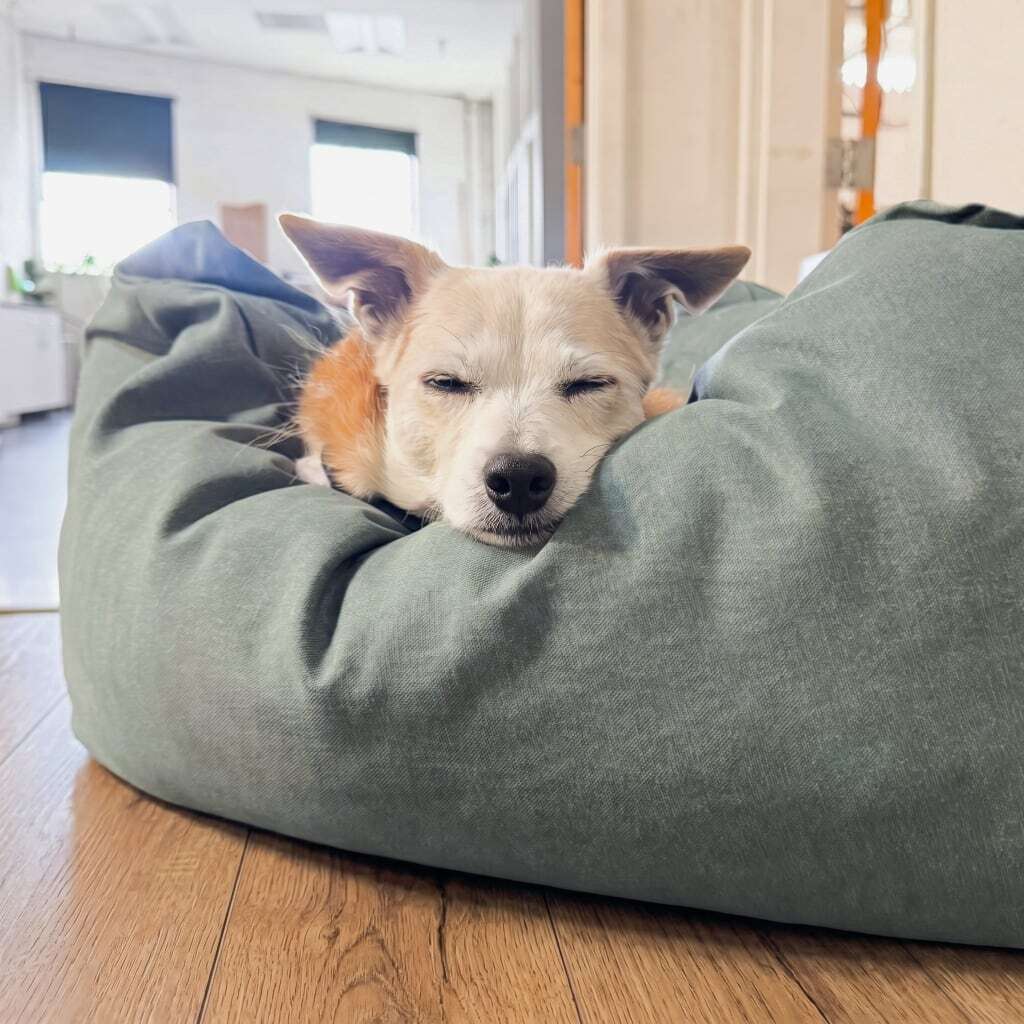dog resting on a bolster bed