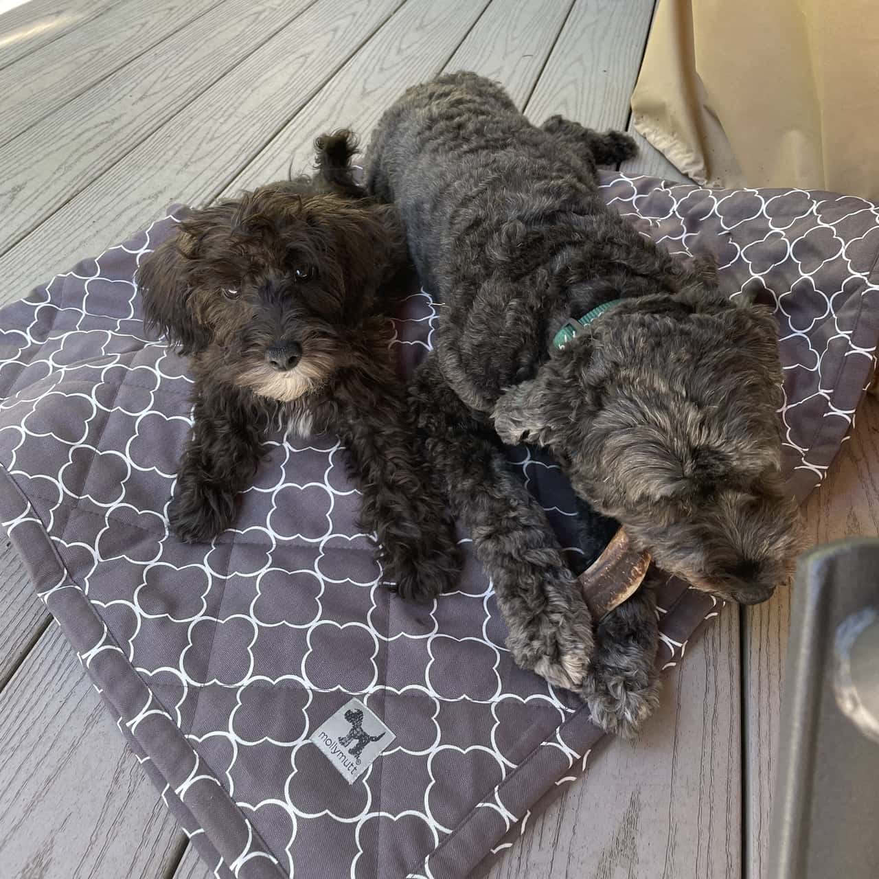 Warm Gray/Grey Dog Blanket and Pet Furniture Cover 100 Cotton Top