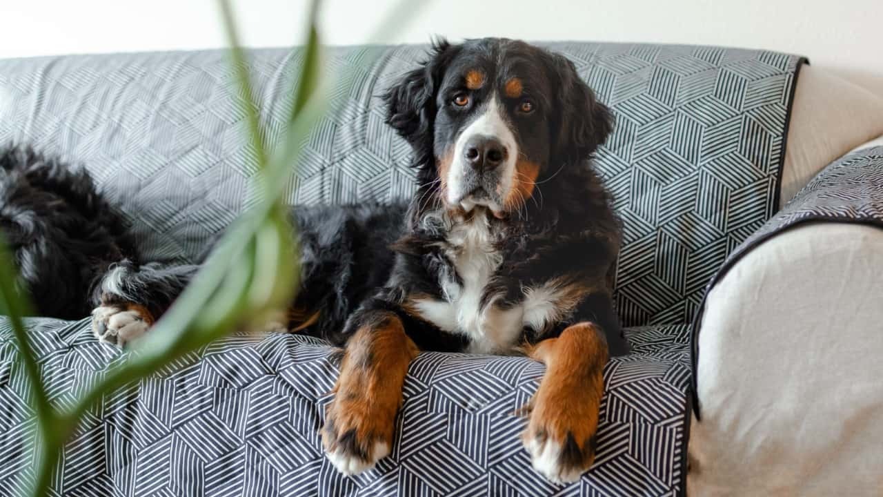 Pet Couch Cover & Blanket Combo - Molly Mutt