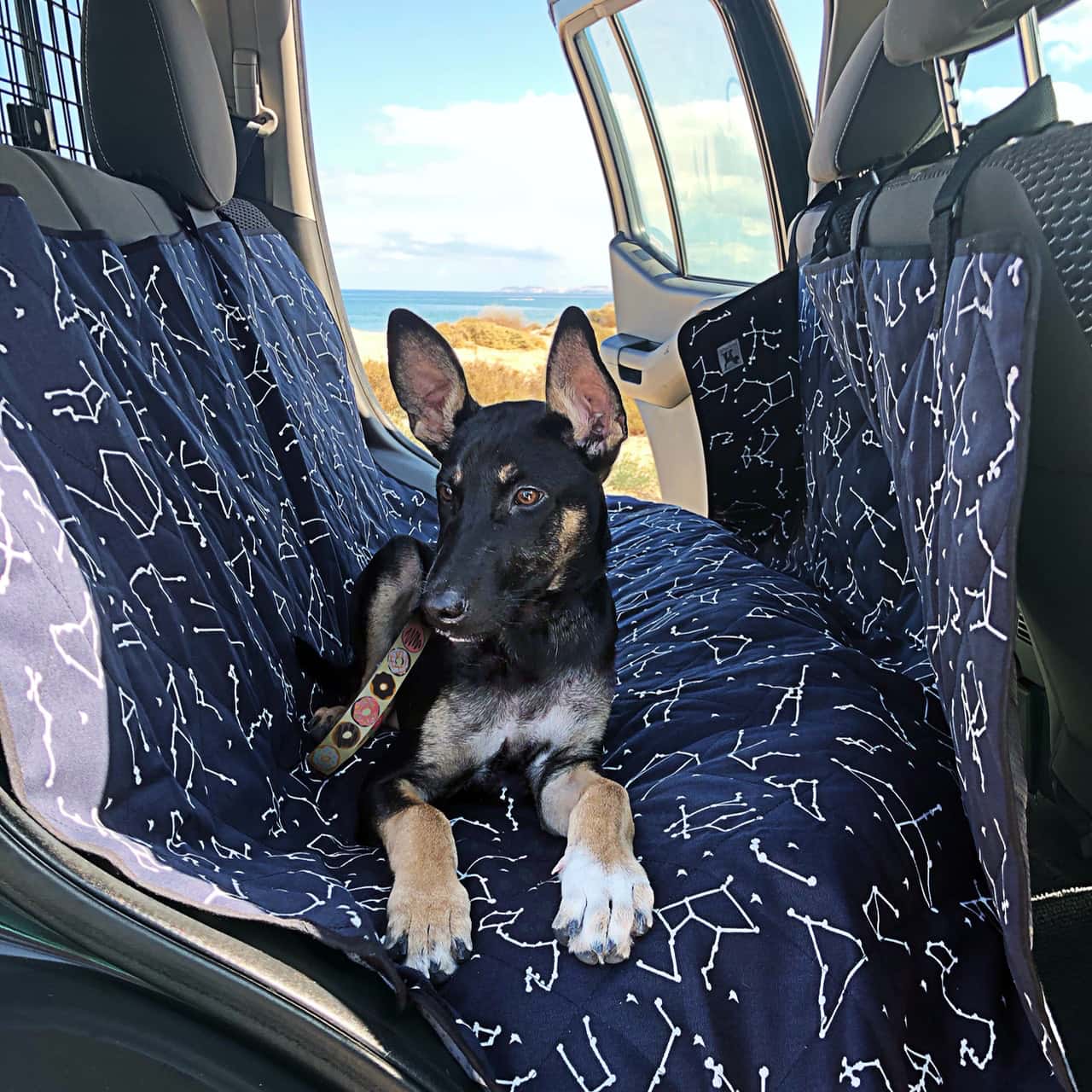 dog sitting on a car seat cover