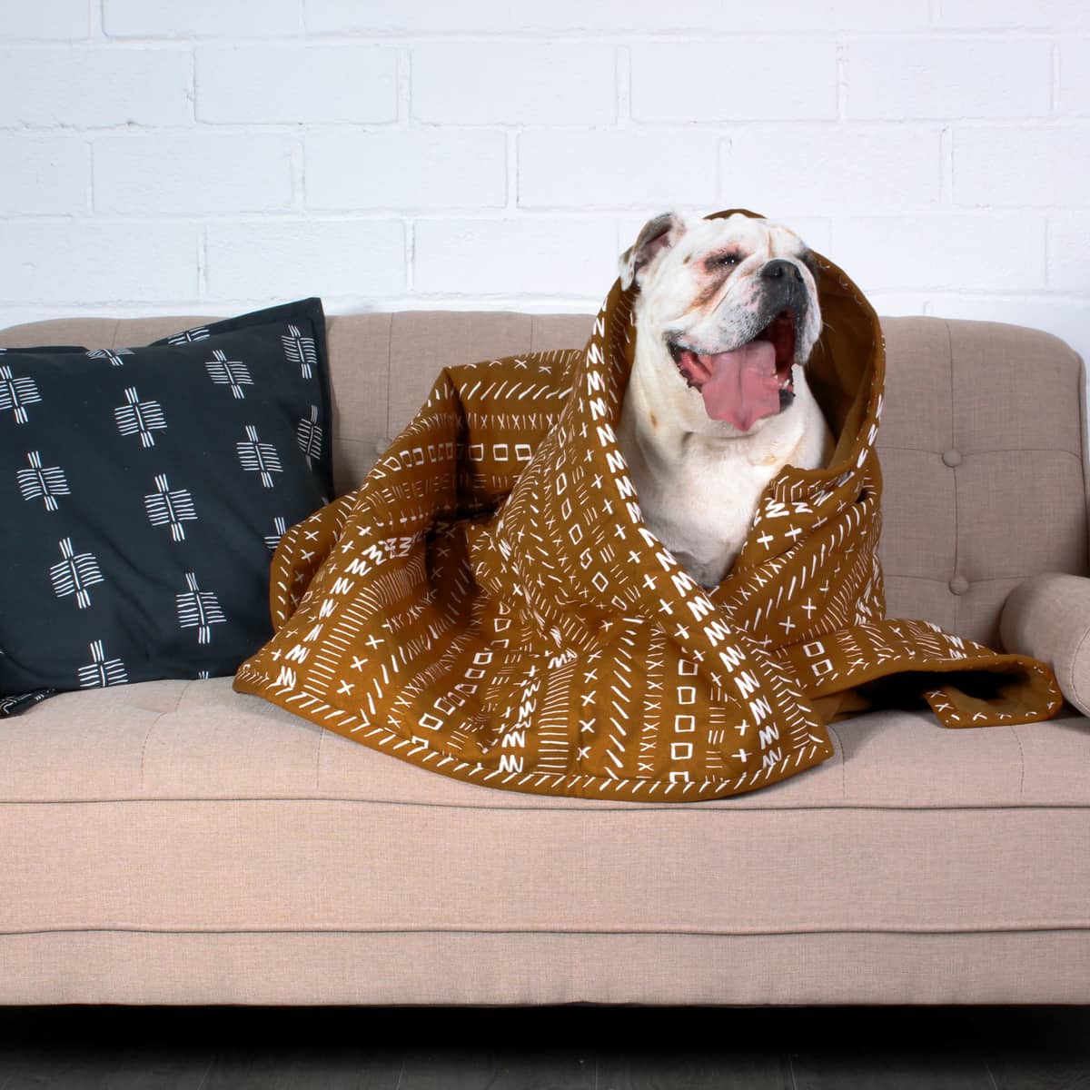 dog in a blanket