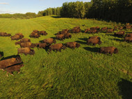 ​Bison: The Ultimate Sustainable Farming Tool