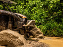 Kawasaki Teryx KRX 1000 Winch-Ready Front Bumper