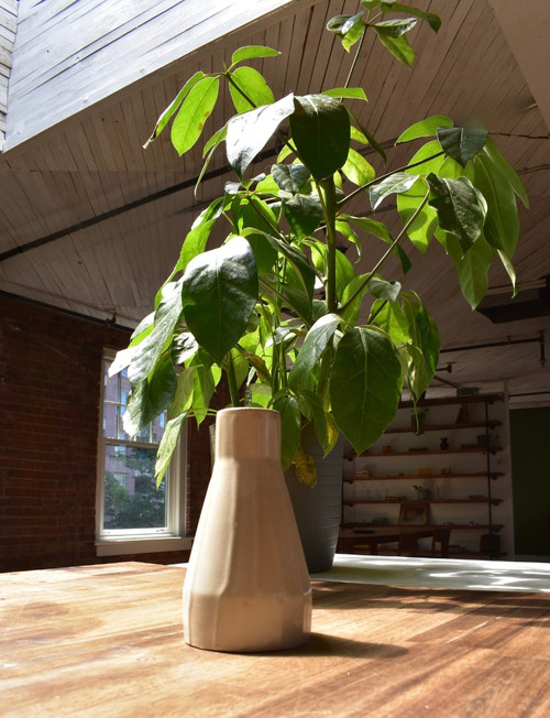 The Bud Vase