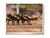 Painted Wolves: A Wild Dog's Life Painted Wolves: A Wild Dog's Life