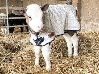 Travel Show Sheep/Calf Coat - Main Image