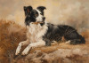 Border Collie 5"x7" Art Print