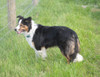 Sold - Mae /1.5 yr. Old Border Collie