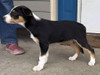Sold-Tri-color female Border Collie pup 10 weeks