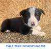 PUPS AVAILABLE /BOB X LILY