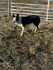 BC B- 2 year old blk/white female