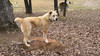 Livestock Guardian Pups