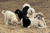 Livestock Guardian Pups
