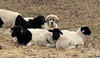 Livestock Guardian Pups