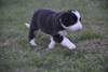 Border Collie Pups for Sale