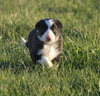 Border Collie Pups for Sale
