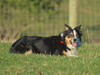 Jo female Border Collie