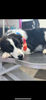 1 1/2 year old Male Border Collie
