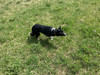 Reg. CBCA Female Molly