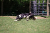 Posted  8-2-26 / Saerie, 6 yr old female