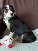 Posted  8/16/26 NEW ZEALAND HEADING DOG PUPS