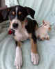 Posted  8/16/26 NEW ZEALAND HEADING DOG PUPS