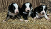Posted 8/18/26 ABCA Border Collie pups