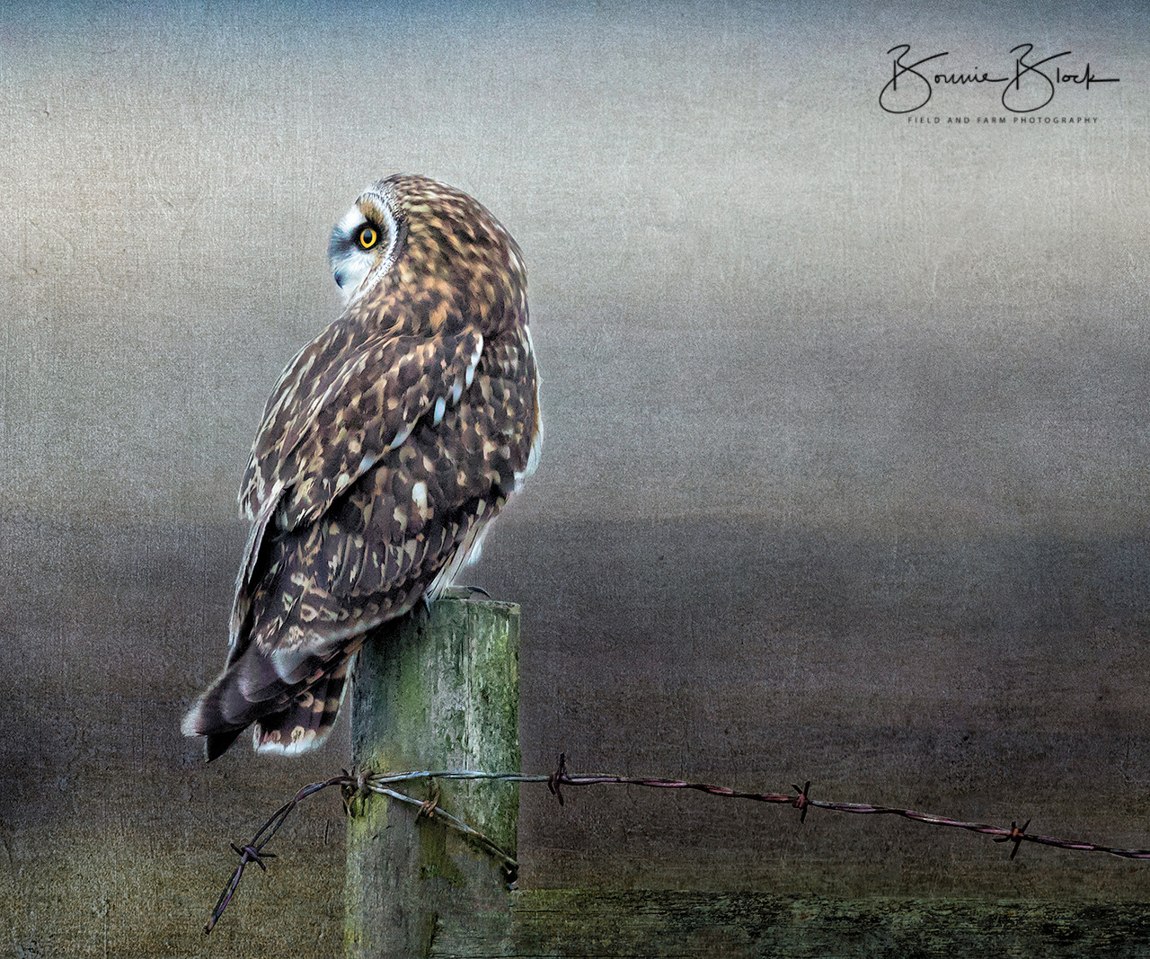 Short-Eared Owl by Bonnie Block 12