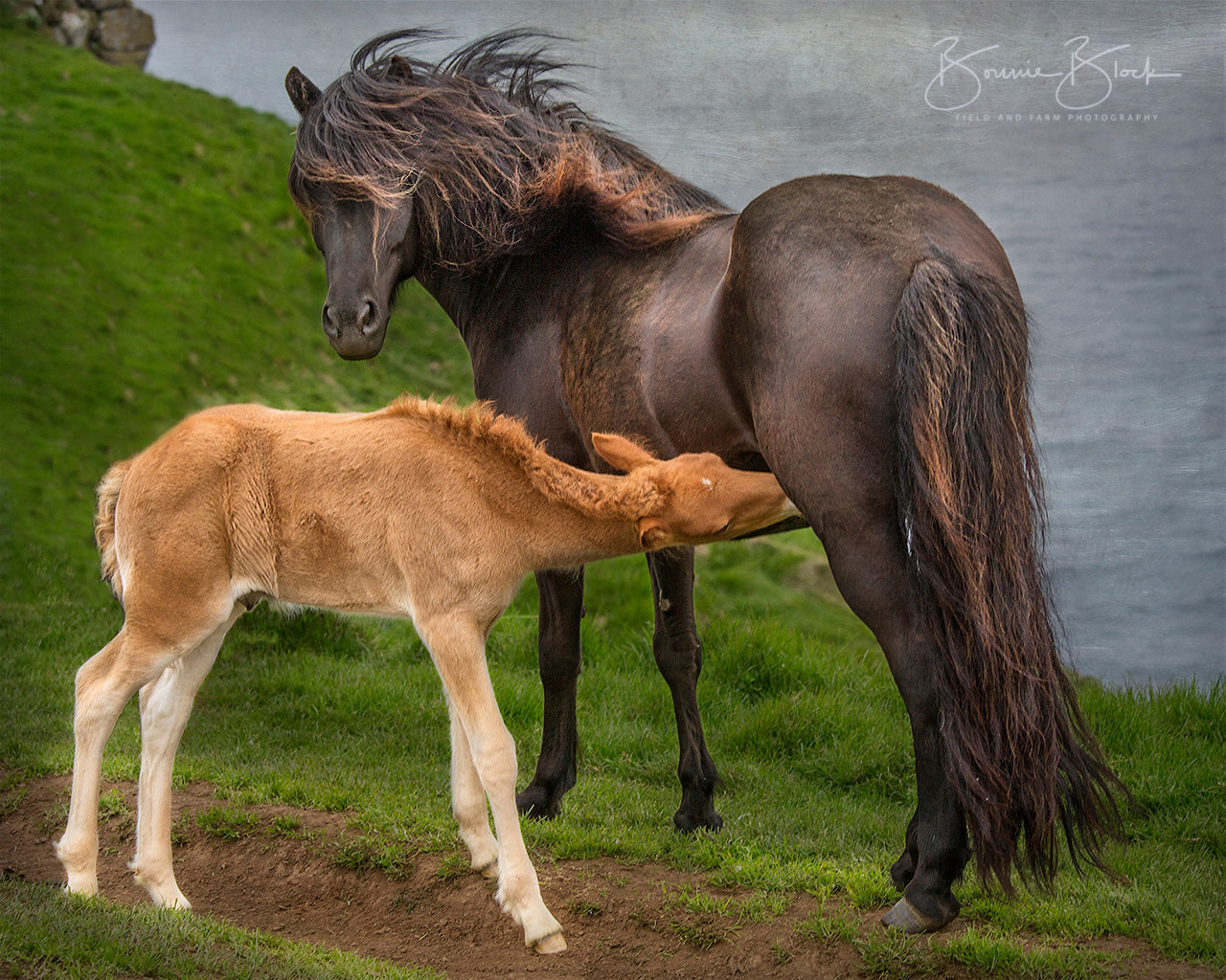 Get Wallpaper Icelandice Mare And Foal By Bonnie Block 20 X 16 Farm Diggity Desktop Wallpaper Free