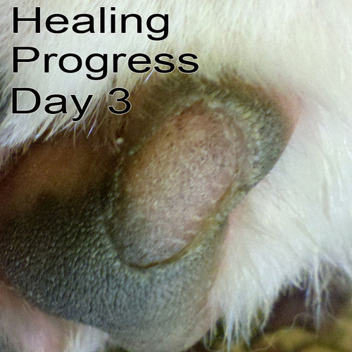 Tuff N Up/ Pad Toughener Farm Diggity