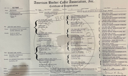 Dash  Sheep/Cattle Dog