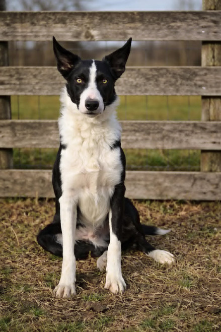 8 month old Border Collie /Rebecca Gibson