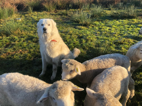 Wanted Resident Farmhand for the 2026 season