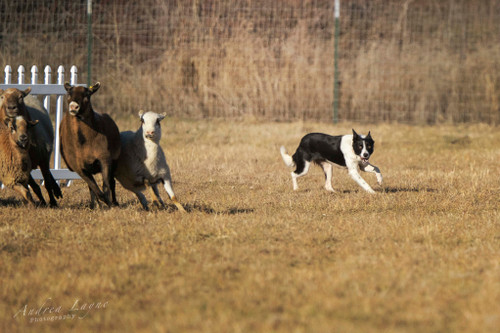 SLV Vennie 2yr old ABCA female