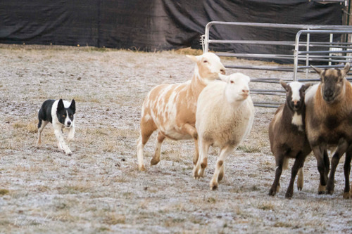 SLV Vennie 2yr old ABCA female