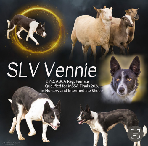 SLV Vennie 2yr old ABCA female